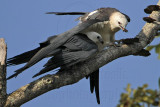 _MG_7422 Swallow-tailed Kite.jpg