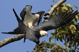 _MG_7425 Swallow-tailed Kite.jpg
