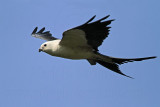 _MG_7713 Swallow-tailed Kite.jpg