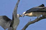 _MG_7734crop Swallow-tailed Kite.jpg