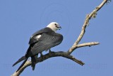 _MG_7781 Swallow-tailed Kite.jpg