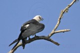 _MG_7781 Swallow-tailed Kite.jpg