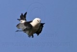 _MG_7918 Swallow-tailed Kite.jpg