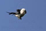 _MG_7919 Swallow-tailed Kite.jpg