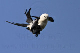 Swallow-tailed Kite - Aerial Shake 080710