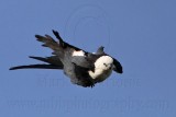 _MG_7922 Swallow-tailed Kite.jpg