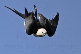 _MG_7924 Swallow-tailed Kite.jpg