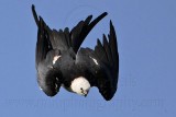 _MG_7925 Swallow-tailed Kite.jpg