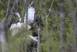 _MG_8934 Cattle Egret.jpg
