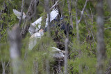 _MG_8935 Cattle Egret.jpg