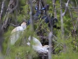 _MG_8937 Cattle Egret.jpg