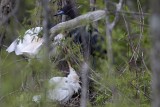 _MG_8946 Cattle Egret.jpg
