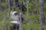 _MG_8952 Cattle Egret.jpg