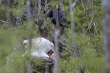 _MG_8989 Cattle Egret.jpg