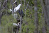 _MG_9029 Cattle Egret.jpg