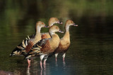 _MG_1135 Plumed Whistling-Duck.jpg