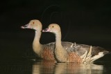 _MG_2415 Plumed Whistling-Duck.jpg