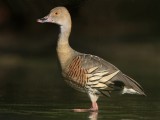 _MG_2423 Plumed Whistling-Duck.jpg