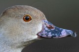 _MG_3207crop Plumed Whistling-Duck.jpg