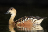 _MG_2351 Wandering Whistling-Duck.jpg