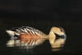 _MG_2365 Wandering Whistling-Duck.jpg