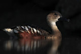 _MG_2512 Wandering Whistling-Duck.jpg