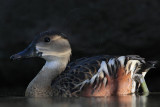_MG_2533 Wandering Whistling-Duck.jpg