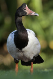 Magpie Goose - Anseranas semipalmata - NT