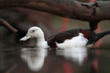 _MG_3981 Radjah Shelduck.jpg