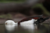 _MG_4008 Radjah Shelduck.jpg
