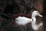 _MG_4056 Radjah Shelduck.jpg