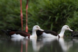 _MG_4075 Radjah Shelduck.jpg