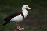 _MG_4789 Radjah Shelduck.jpg