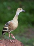 _MG_5497 Plumed Whistling-Duck.jpg