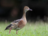 _MG_5646 Plumed Whistling-Duck.jpg