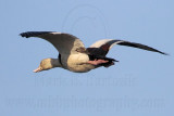 _MG_4540 Radjah Shelduck.jpg