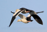 _MG_4546 Radjah Shelduck.jpg