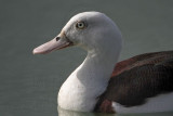 _MG_6221 Radjah Shelduck.jpg