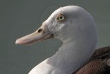 _MG_6228 Radjah Shelduck.jpg