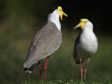 _MG_1219 Masked Lapwing.jpg