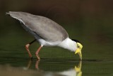 _MG_1476 Masked Lapwing.jpg