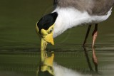 _MG_1504 Masked Lapwing.jpg