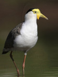 _MG_1515 Masked Lapwing.jpg