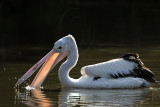 _MG_1100 Australian Pelican.jpg