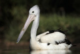 _MG_1779 Australian Pelican.jpg