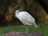 _MG_2986 Australian White Ibis.jpg