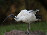 _MG_2990 Australian White Ibis.jpg