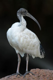 _MG_3389 Australian White Ibis.jpg