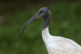 _MG_3406 Australian White Ibis.jpg