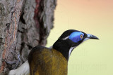 _MG_6780 Blue-faced Honeyeater.jpg